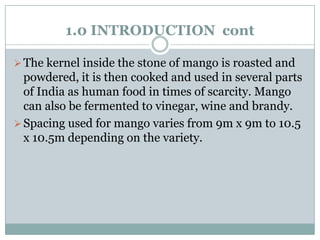 1.0 INTRODUCTION cont
 The kernel inside the stone of mango is roasted and

powdered, it is then cooked and used in several parts
of India as human food in times of scarcity. Mango
can also be fermented to vinegar, wine and brandy.
 Spacing used for mango varies from 9m x 9m to 10.5
x 10.5m depending on the variety.

 