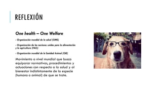 REFLEXIÓN
One health – One Welfare
- Organización mundial de la salud (OMS)
- Organización de las naciones unidas para la alimentación
y la agricultura (FAO)
- Organización mundial de la Sanidad Animal (OIE)
Movimiento a nivel mundial que busca
equiparar normativas, procedimientos y
actuaciones con respecto a la salud y al
bienestar indistintamente de la especie
(humano o animal) de que se trate.
 