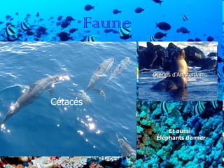 Faune Cétacés Et aussi Éléphants de mer Otaries d'Amsterdam 