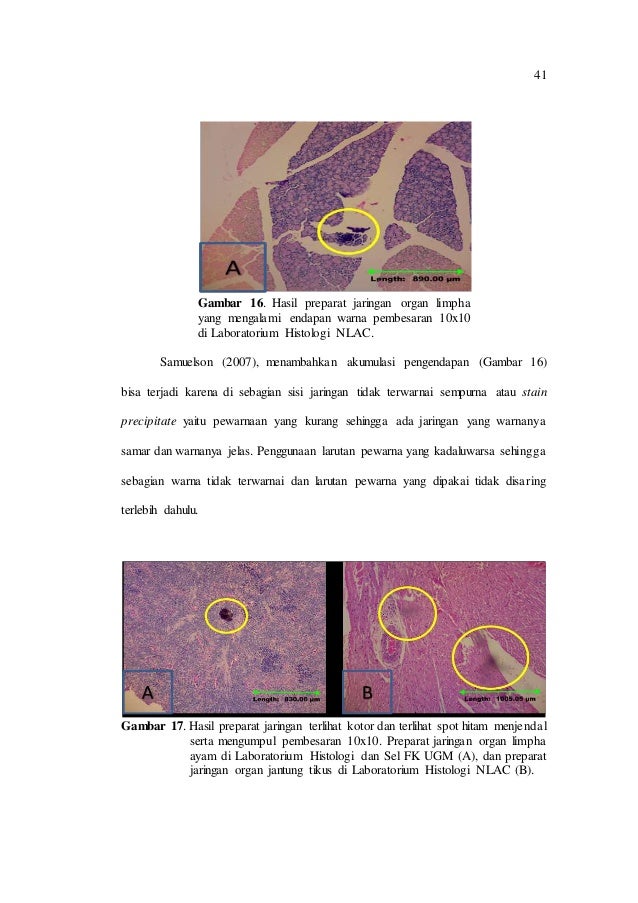 Gambar Jantung Tikus