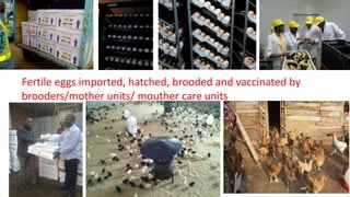 A platform for testing, delivering, and continuously improving tropically-adapted chickens for productivity growth in sub-Saharan Africa