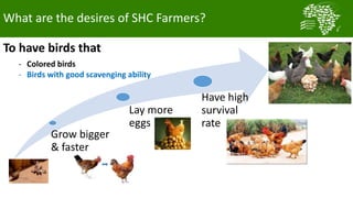A platform for testing, delivering, and continuously improving tropically-adapted chickens for productivity growth in sub-Saharan Africa