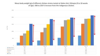 A platform for testing, delivering, and continuously improving tropically-adapted chickens for productivity growth in sub-Saharan Africa