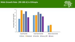 A platform for testing, delivering, and continuously improving tropically-adapted chickens for productivity growth in sub-Saharan Africa