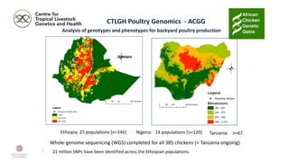 A platform for testing, delivering, and continuously improving tropically-adapted chickens for productivity growth in sub-Saharan Africa