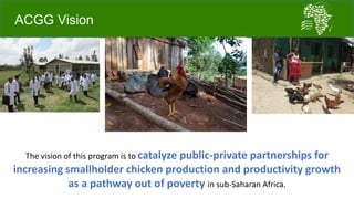 A platform for testing, delivering, and continuously improving tropically-adapted chickens for productivity growth in sub-Saharan Africa