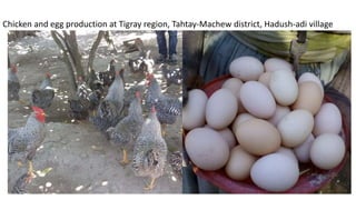 A platform for testing, delivering, and continuously improving tropically-adapted chickens for productivity growth in sub-Saharan Africa