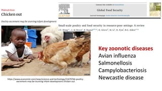 A platform for testing, delivering, and continuously improving tropically-adapted chickens for productivity growth in sub-Saharan Africa