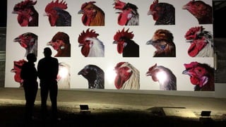 A platform for testing, delivering, and continuously improving tropically-adapted chickens for productivity growth in sub-Saharan Africa