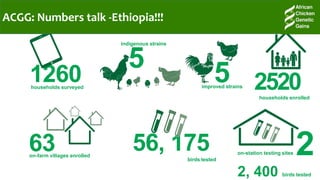 A platform for testing, delivering, and continuously improving tropically-adapted chickens for productivity growth in sub-Saharan Africa