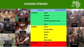 A platform for testing, delivering, and continuously improving tropically-adapted chickens for productivity growth in sub-Saharan Africa