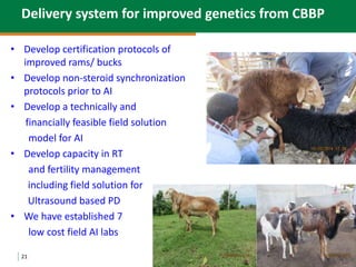 Community-based small ruminant breeding programs—Attractive option in low input systems