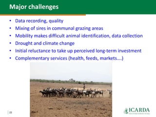 Community-based small ruminant breeding programs—Attractive option in low input systems