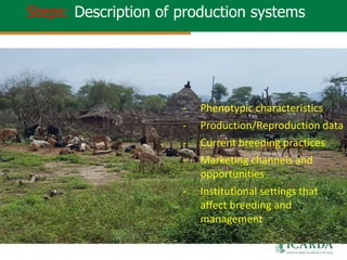 Community-based small ruminant breeding programs—Attractive option in low input systems