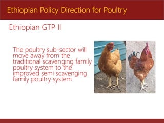 The role of Ethio-chicken in supporting poultry upscaling at household level