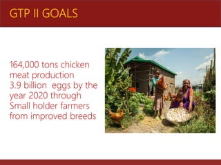 The role of Ethio-chicken in supporting poultry upscaling at household level