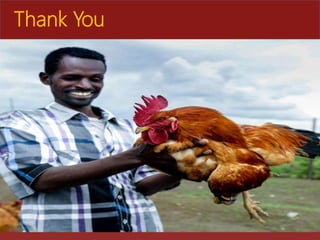 The role of Ethio-chicken in supporting poultry upscaling at household level