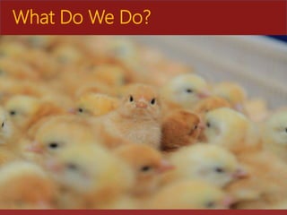 The role of Ethio-chicken in supporting poultry upscaling at household level