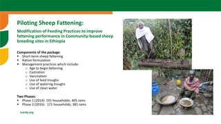  Sheep fattening: The case of Ethiopia