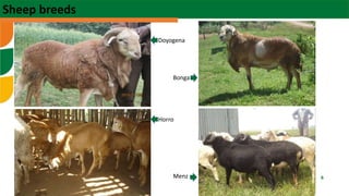  Sheep fattening: The case of Ethiopia