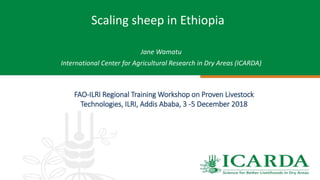 Scaling sheep in Ethiopia
Jane Wamatu
International Center for Agricultural Research in Dry Areas (ICARDA)
FAO-ILRI Regional Training Workshop on Proven Livestock
Technologies, ILRI, Addis Ababa, 3 -5 December 2018
 