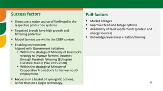 Scaling sheep in Ethiopia