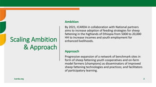 Scaling sheep in Ethiopia