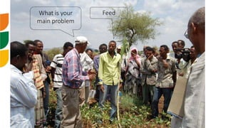 Scaling sheep in Ethiopia