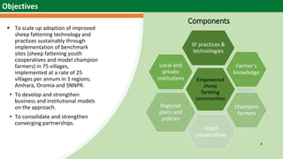 Scaling sheep in Ethiopia