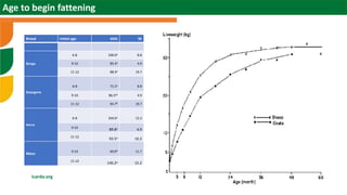 Scaling sheep in Ethiopia