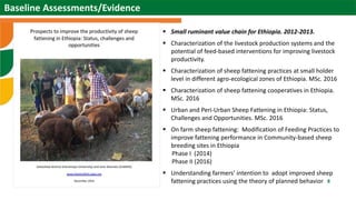 Scaling sheep in Ethiopia