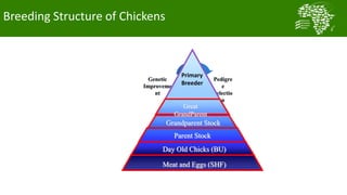  Testing and delivering tropically-adapted chickens for productivity growth in sub-Saharan Africa