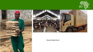  Testing and delivering tropically-adapted chickens for productivity growth in sub-Saharan Africa