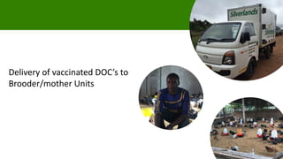  Testing and delivering tropically-adapted chickens for productivity growth in sub-Saharan Africa