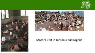  Testing and delivering tropically-adapted chickens for productivity growth in sub-Saharan Africa