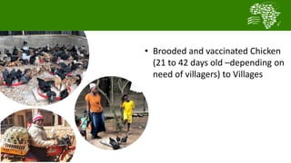 Testing and delivering tropically-adapted chickens for productivity growth in sub-Saharan Africa