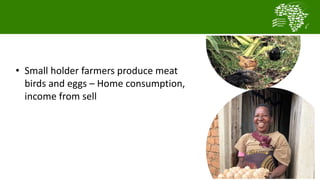  Testing and delivering tropically-adapted chickens for productivity growth in sub-Saharan Africa