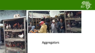  Testing and delivering tropically-adapted chickens for productivity growth in sub-Saharan Africa