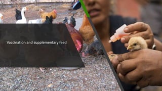  Testing and delivering tropically-adapted chickens for productivity growth in sub-Saharan Africa