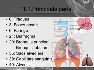 1.1.Principals parts
• 0: Tràquea
• 3: Foses nasals
• 6: Faringe
• 21: Diafragma
• 29: Bronquis principal
      Bronquis lobulars
• 35: Sacs alveolars
• 39: Capil·lars sanguinis
• 40: Alvèols
 