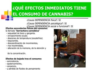 ¿QUÉ EFECTOS INMEDIATOS TIENE EL CONSUMO DE CANNABIS?   ¿Causa DEPENDENCIA física?: SI  ¿Causa DEPENDENCIA psicológica?: SI  ¿Causa DEPENDENCIA social o funcional?: SI Efectos secundarios físicos del consumo:   la llamada “ borrachera cannábica ” - sequedad de boca y garganta.  - enrojecimiento ocular. - descenso de temperatura (escalofríos)  - taquicardia,  - descoordinación de movimientos, - risa incontrolada,  - alteración de la memoria, de la atención y  de la concentración.   Efectos de bajada tras el consumo: - somnolencia, - apalancamiento,  - cansancio,  - y pérdida de fluidez de pensamiento 