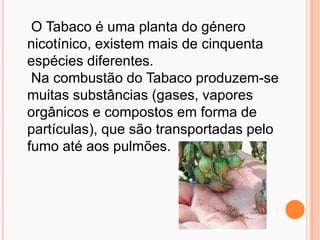  O Tabaco é uma planta do género nicotínico, existem mais de cinquenta espécies diferentes. Na combustão do Tabaco produzem-se muitas substâncias (gases, vapores orgânicos e compostos em forma de partículas), que são transportadas pelo fumo até aos pulmões. 