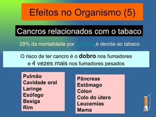 29% da mortalidade por  cancro   é devida ao tabaco Pulmão Cavidade oral Laringe Esófago Bexiga Rim Cancros relacionados com o tabaco O risco de ter cancro é o  dobro   nos fumadores e  4 vezes mais  nos fumadores pesados Pâncreas Estômago Cólon Colo do útero Leucemias Mama Efeitos no Organismo (5) 