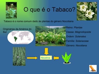 O que é o Tabaco? Reino:  Plantae Classe:  Magnoliopsida Ordem: Solanales Família: Solanaceae Género: Nocotiana Tabaco é o nome comum dado ás plantas do género Nocotiana Originárias da América do Sul Nicotina 
