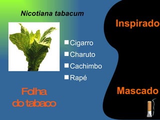 Nicotiana tabacum Cigarro Charuto Cachimbo Rapé  Folha do tabaco Inspirado Mascado 