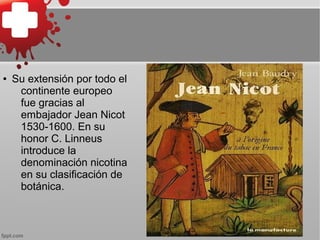 ● Su extensión por todo el
continente europeo
fue gracias al
embajador Jean Nicot
1530-1600. En su
honor C. Linneus
introduce la
denominación nicotina
en su clasificación de
botánica.
 
