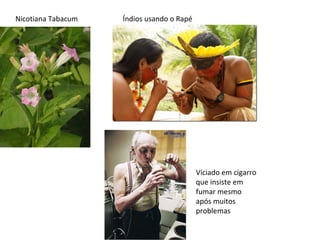 Nicotiana Tabacum Índios usando o Rapé Viciado em cigarro que insiste em fumar mesmo após muitos problemas 