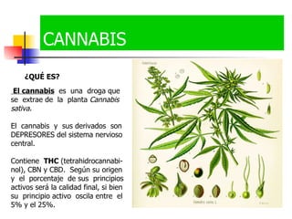                                                                        ¿QUÉ ES?   El cannabis   es  una  droga que  se  extrae de  la  planta  Cannabis sativa .  El  cannabis  y  sus derivados  son DEPRESORES del sistema nervioso central.  Contiene  THC  (tetrahidrocannabi-nol), CBN y CBD.  Según su origen y  el  porcentaje  de sus  principios activos será la calidad final, si bien su  principio activo  oscila entre  el 5% y el 25%. CANNABIS 