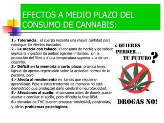 EFECTOS A MEDIO PLAZO DEL CONSUMO DE CANNABIS: 1.-   Tolerancia :  el cuerpo necesita una mayor cantidad para conseguir los efectos buscados. 2.- La mezcla con tabaco : el consumo de hachis y de tabaco implica la ingestión de ambos agentes irritantes,  sin la protección del filtro y a una temperatura superior a la de un cigarrillo.  3.- Déficit en la memoria a corto plazo : provoca leves lapsus sin apenas repercusión sobre la actividad normal de la persona, pero… 4.- Afecta al rendimiento  en  tareas que requieran  aprendizaje. Pese a estos trastornos de memoria no está demostrado que produzcan daño cerebral o neurotoxicidad. 5.- Afecciones al sueño : el consumo antes de dormir puede ayudar a conciliar el sueño, pero dificulta la fase REM. 6.-  elevadas de THC pueden provocar  ansiedad, paranoias, y otros  problemas psicológicos .  