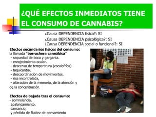¿QUÉ EFECTOS INMEDIATOS TIENE EL CONSUMO DE CANNABIS?   ¿Causa DEPENDENCIA física?: SI  ¿Causa DEPENDENCIA psicológica?: SI  ¿Causa DEPENDENCIA social o funcional?: SI Efectos secundarios físicos del consumo:   la llamada “ borrachera cannábica ” - sequedad de boca y garganta.  - enrojecimiento ocular. - descenso de temperatura (escalofríos)  - taquicardia,  - descoordinación de movimientos, - risa incontrolada,  - alteración de la memoria, de la atención y  de la concentración.   Efectos de bajada tras el consumo: - somnolencia, apalancamiento,  cansancio,  y pérdida de fluidez de pensamiento 